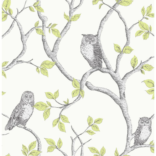 Woodland Owls Wallpaper - Green - Fine Decor
